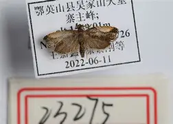 蛾?捜呑M?C箒お?Po@哱鎗C